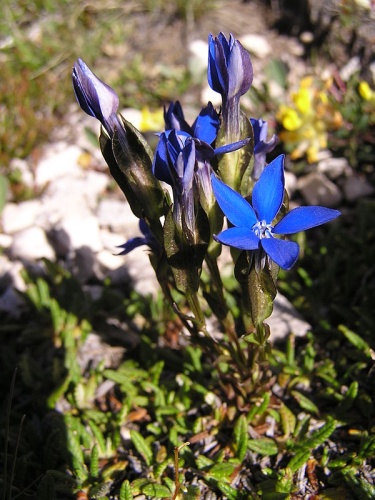 Gentiana utriculosa &copy; Axel Mauruszat