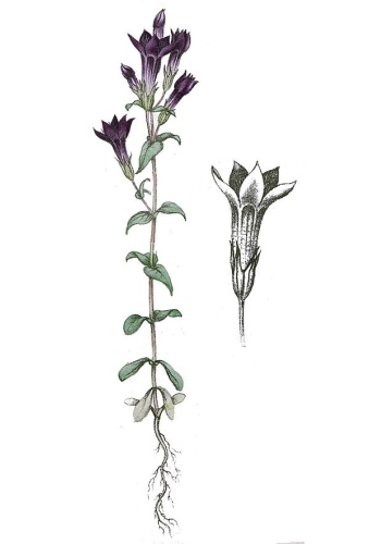 Gentianella amarella © 