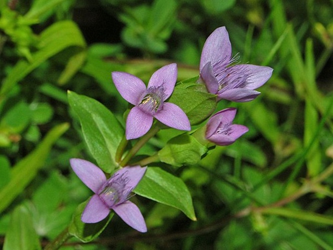 Gentianella campestris © <a href="//commons.wikimedia.org/wiki/User:Hectonichus" title="User:Hectonichus">Hectonichus</a>