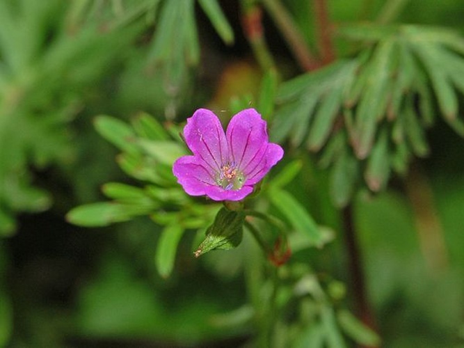 Geranium columbinum © <a href="//commons.wikimedia.org/wiki/User:Hectonichus" title="User:Hectonichus">Hectonichus</a>