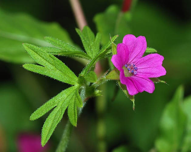 Geranium dissectum &copy; <a href="//commons.wikimedia.org/wiki/User:Alvesgaspar" title="User:Alvesgaspar">Alvesgaspar</a>