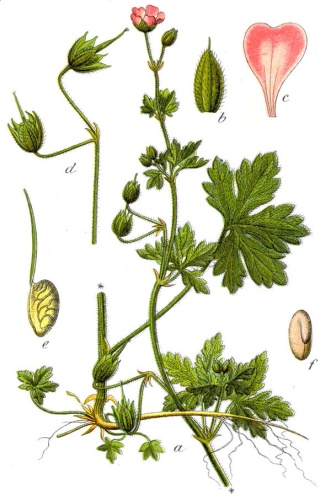 Geranium divaricatum © Johann Georg Sturm (Painter: <a href="https://en.wikipedia.org/wiki/Jacob_Sturm" class="extiw" title="en:Jacob Sturm">Jacob Sturm</a>)
