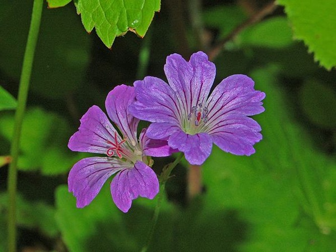 Geranium nodosum © <a href="//commons.wikimedia.org/wiki/User:Hectonichus" title="User:Hectonichus">Hectonichus</a>