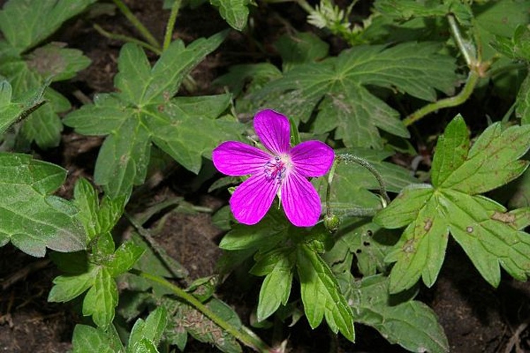 Geranium palustre &copy; <a href="//commons.wikimedia.org/wiki/User:Fice" title="User:Fice">Christian Fischer</a>