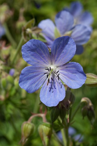 Geranium pratense &copy; <a href="//commons.wikimedia.org/wiki/User:Julia_W" title="User:Julia W">Julie Anne Workman</a>