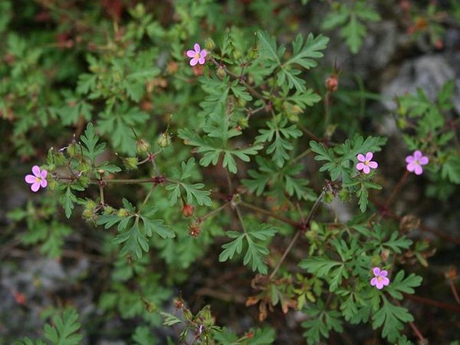 Geranium purpureum &copy; <a href="//commons.wikimedia.org/wiki/User:Franz_Xaver" title="User:Franz Xaver">Franz Xaver</a>