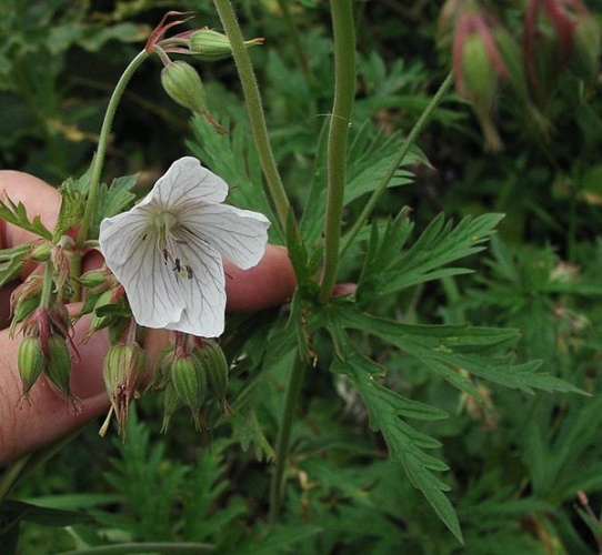 Geranium rivulare &copy; sarefo
