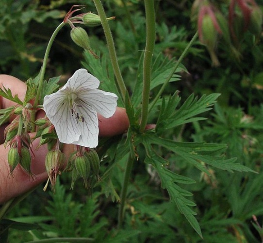 Geranium rivulare © sarefo