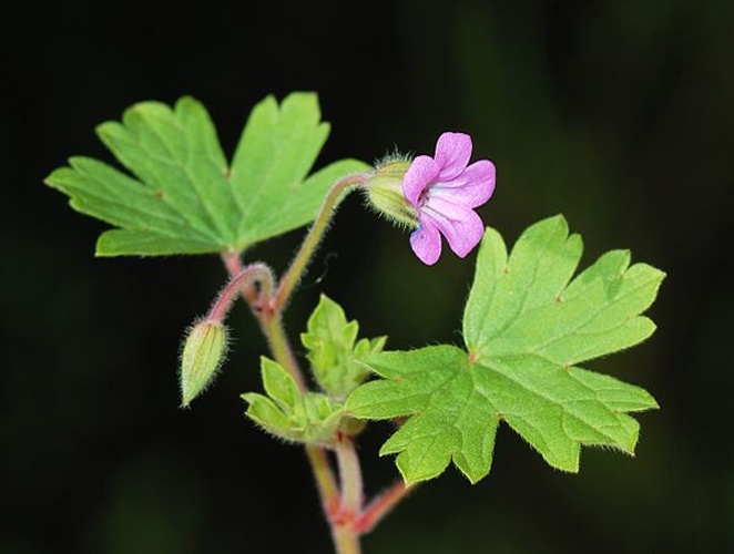 Geranium rotundifolium &copy; <a href="//commons.wikimedia.org/wiki/User:Alvesgaspar" title="User:Alvesgaspar">Alvesgaspar</a>