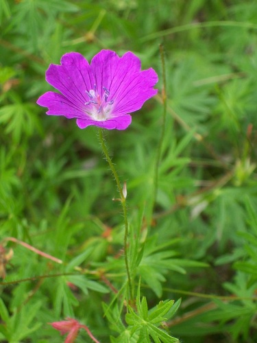 Geranium sanguineum &copy; 