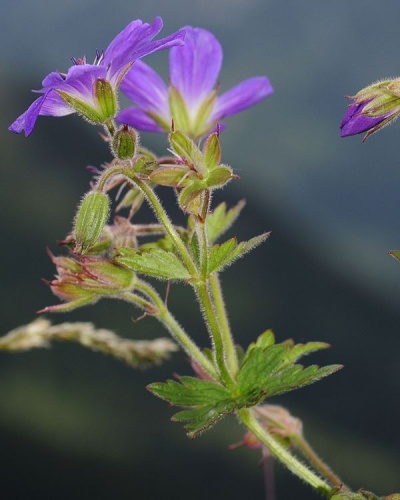 Geranium sylvaticum &copy; <a href="https://de.wikipedia.org/wiki/User:Morray" class="extiw" title="de:User:Morray">Philipp Weigell</a>