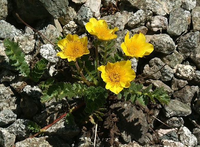 Geum reptans &copy; <div class="fn value">
<a href="//commons.wikimedia.org/wiki/User:Orchi" title="User:Orchi">Orchi</a>
</div>