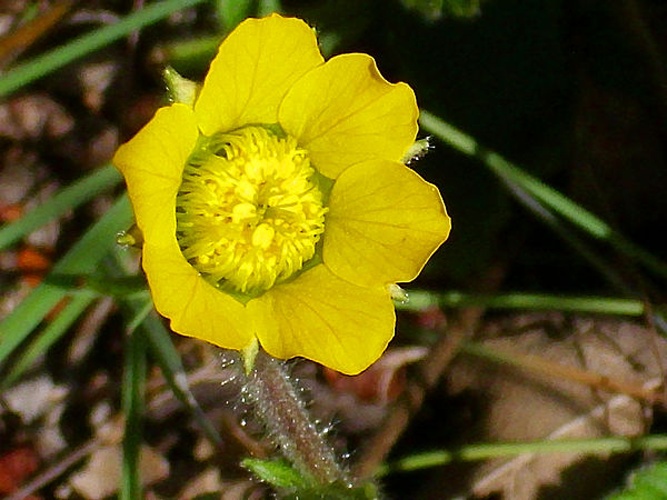 Geum sylvaticum &copy; <a href="//commons.wikimedia.org/wiki/User:Javier_martin" title="User:Javier martin">Javier martin</a>