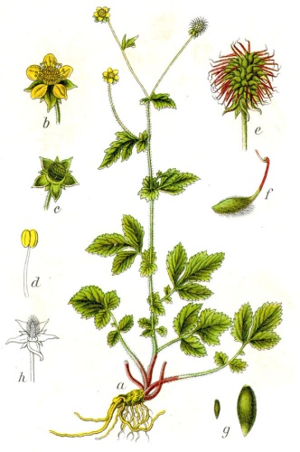 Geum urbanum © Johann Georg Sturm (Painter: <a href="https://en.wikipedia.org/wiki/Jacob_Sturm" class="extiw" title="en:Jacob Sturm">Jacob Sturm</a>)