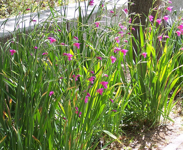 Gladiolus communis © A. Barra