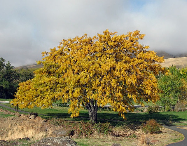 Gleditsia triacanthos &copy; <a href="//commons.wikimedia.org/wiki/User:Kevmin" title="User:Kevmin">Kevmin</a>