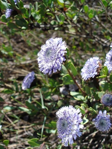 Globularia alypum &copy; The original uploader was <a href="https://en.wikipedia.org/wiki/fr:User:Jeantosti" class="extiw" title="w:fr:User:Jeantosti">Jeantosti</a> at <a href="https://en.wikipedia.org/wiki/fr:" class="extiw" title="w:fr:">French Wikipedia</a>.