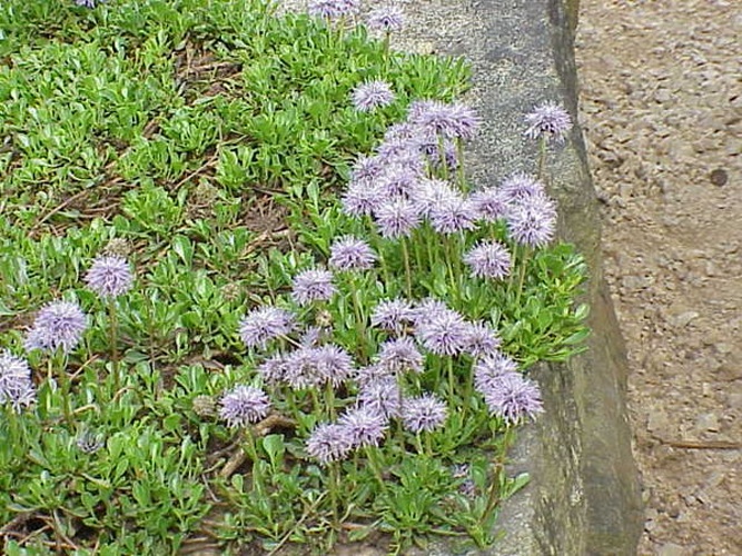 Globularia cordifolia © Kurt Stüber <a rel="nofollow" class="external autonumber" href="http://www.kurtstueber.de/">[1]</a>