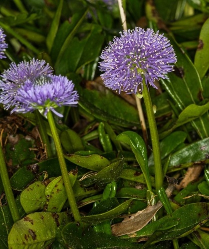 Globularia nudicaulis © <a href="//commons.wikimedia.org/wiki/User:Hedwig_Storch" title="User:Hedwig Storch">Hedwig Storch</a>