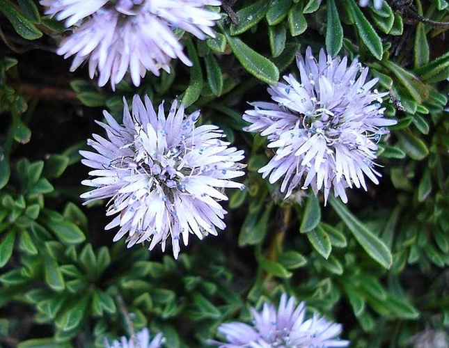 Globularia repens &copy; 