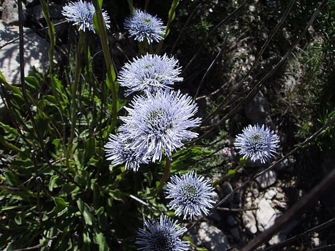 Globularia vulgaris &copy; <a href="//commons.wikimedia.org/wiki/User:Victor_M._Vicente_Selvas" title="User:Victor M. Vicente Selvas">Victor M. Vicente Selvas</a>