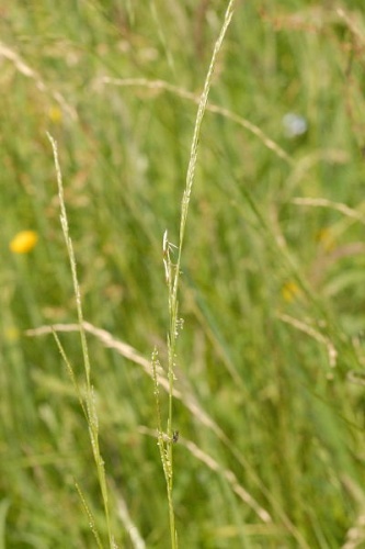 Glyceria declinata &copy; James K. Lindsey
