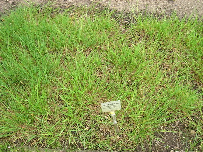 Glyceria notata &copy; <a href="//commons.wikimedia.org/wiki/User:Daderot" title="User:Daderot">Daderot</a>