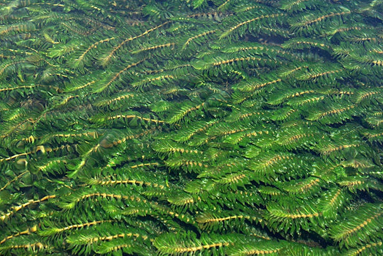 Groenlandia densa © <a href="//commons.wikimedia.org/wiki/User:David_Perez" title="User:David Perez">David Perez</a>