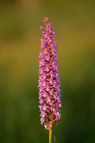 Gymnadenia densiflora &copy; <a href="//commons.wikimedia.org/wiki/User:Iifar" title="User:Iifar">Ivar Leidus</a>