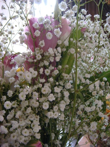 Gypsophila elegans © <a rel="nofollow" class="external text" href="https://www.flickr.com/people/hyougushi/">Hyougushi / Hideyuki KAMON from Takarazuka, Hyogo, JAPAN</a>