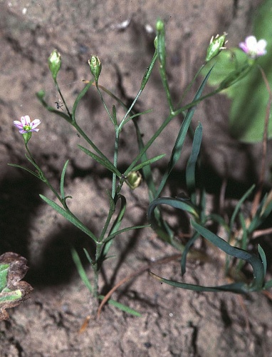 Gypsophila muralis © 