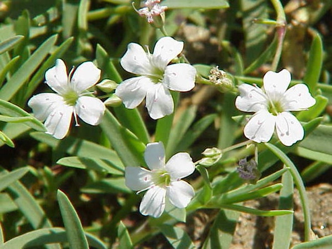 Gypsophila repens &copy; Kurt Stüber <a rel="nofollow" class="external autonumber" href="http://www.kurtstueber.de/">[1]</a>
