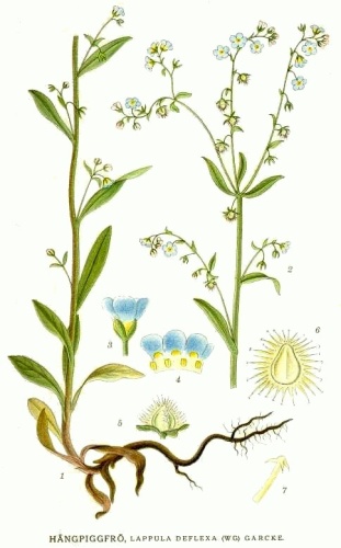 Hackelia deflexa © <bdi><a href="https://en.wikipedia.org/wiki/en:Carl_Axel_Magnus_Lindman" class="extiw" title="w:en:Carl Axel Magnus Lindman">Carl Axel Magnus Lindman</a>
</bdi>