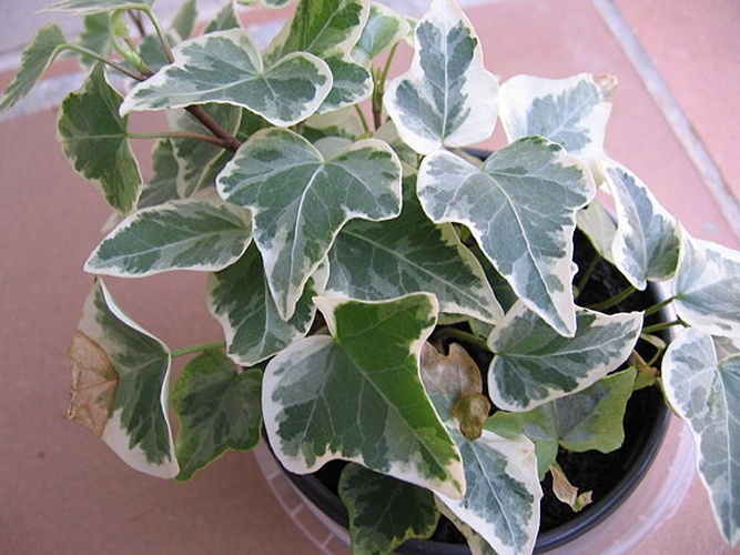 Hedera algeriensis © <a href="//commons.wikimedia.org/w/index.php?title=User:Digigalos&amp;action=edit&amp;redlink=1" class="new" title="User:Digigalos (page does not exist)">Digigalos</a>