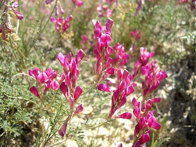 Hedysarum boveanum &copy; <a href="//commons.wikimedia.org/wiki/Ghislain118" class="mw-redirect" title="Ghislain118">Ghislain118</a> <a rel="nofollow" class="external free" href="http://www.fleurs-des-montagnes.net">http://www.fleurs-des-montagnes.net</a>