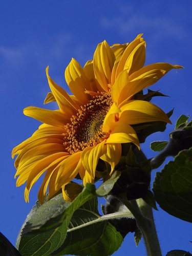 sunflower © Jon Sullivan