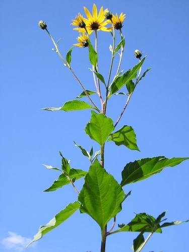 Helianthus tuberosus &copy; 