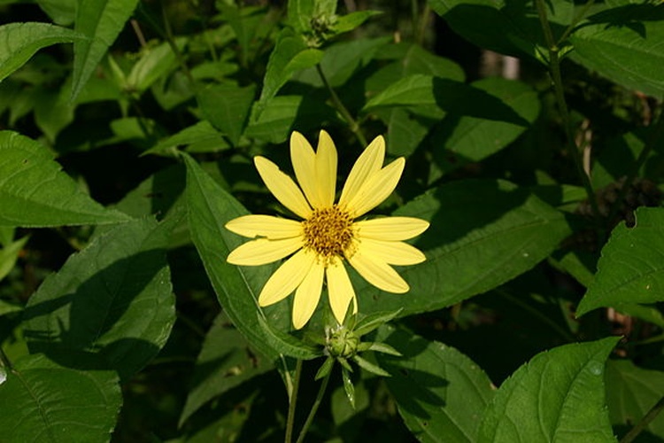 Helianthus × laetiflorus &copy; <a href="//commons.wikimedia.org/wiki/User:SB_Johnny" title="User:SB Johnny">User:SB_Johnny</a>