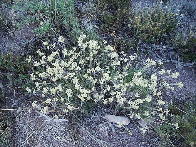 Helichrysum stoechas &copy; No machine-readable author provided. <a href="//commons.wikimedia.org/wiki/User:Victor_M._Vicente_Selvas" title="User:Victor M. Vicente Selvas">Victor M. Vicente Selvas</a> assumed (based on copyright claims).