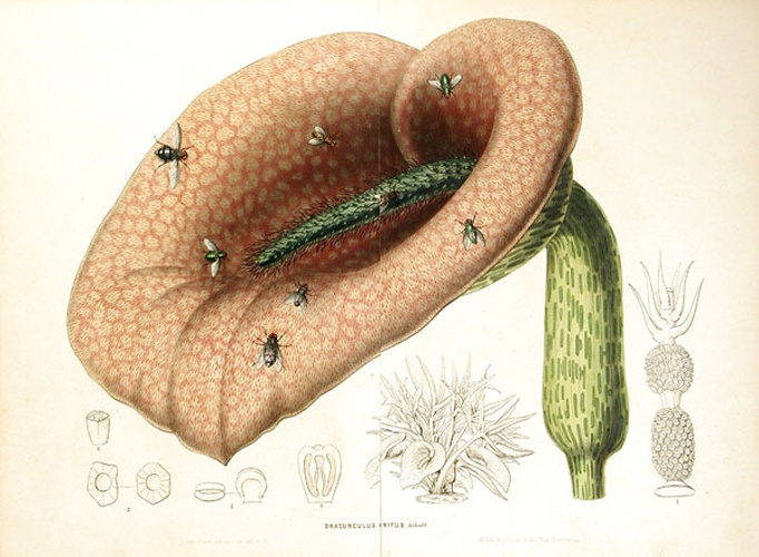 Helicodiceros muscivorus © Louis van Houtte (1810-1876)