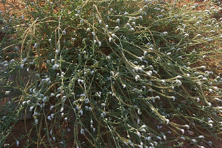Heliotropium supinum © <a href="//commons.wikimedia.org/wiki/User:Eitan_f" title="User:Eitan f">Eitan f</a>