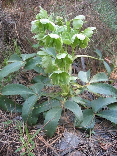 Helleborus lividus © <ul><li>Picture taken by <a href="//commons.wikimedia.org/wiki/User:Tigerente" title="User:Tigerente">User:Tigerente</a>
</li></ul>