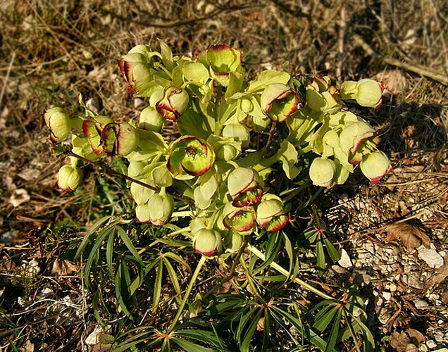 Helleborus foetidus &copy; <a href="//commons.wikimedia.org/wiki/User:Wildfeuer" title="User:Wildfeuer">Wildfeuer</a>