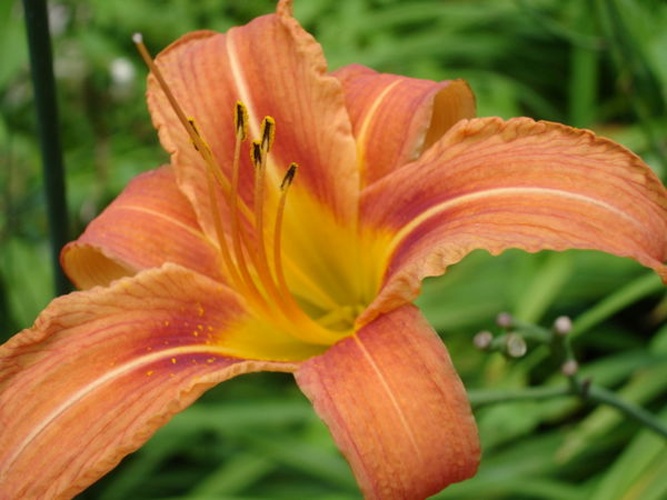 Hemerocallis fulva &copy; Ulf Eliasson