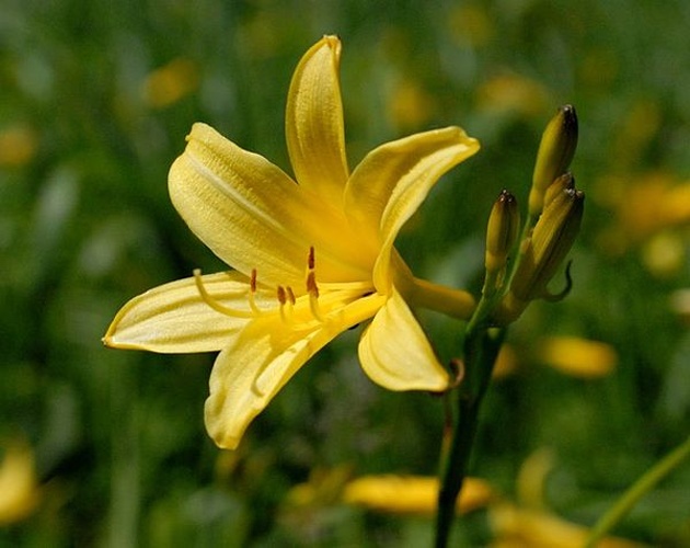 Hemerocallis lilioasphodelus &copy; <a rel="nofollow" class="external text" href="https://www.flickr.com/people/django_il_bastardo/">Django_il_bastardo (uli)</a>, Bayern