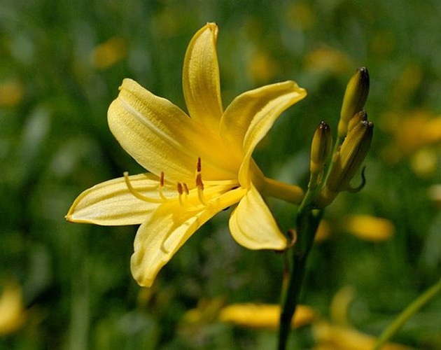 Hemerocallis lilioasphodelus © <a rel="nofollow" class="external text" href="https://www.flickr.com/people/django_il_bastardo/">Django_il_bastardo (uli)</a>, Bayern