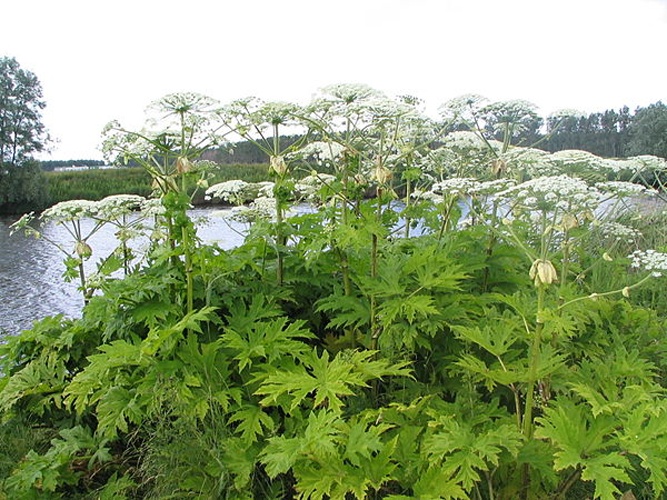 Heracleum mantegazzianum © <a href="https://nl.wikipedia.org/wiki/User:GerardM" class="extiw" title="nl:User:GerardM">GerardM</a> at <a class="external text" href="http://nl.wikipedia.org">nl.wikipedia</a>