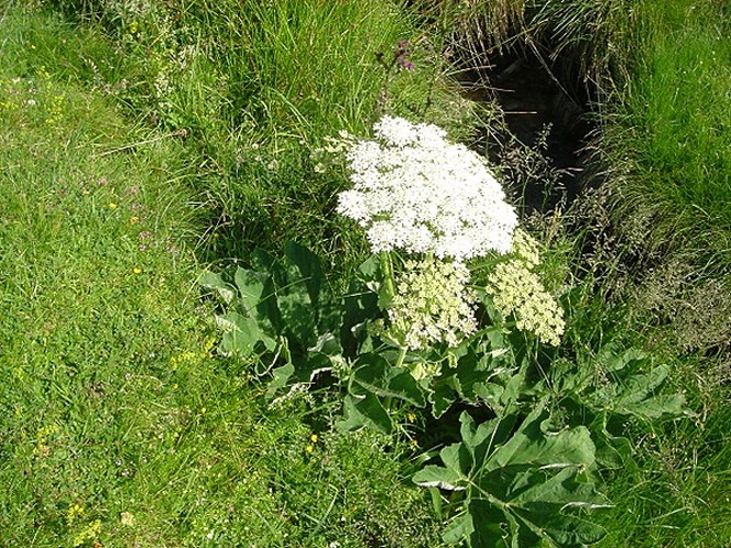 Heracleum pyrenaicum &copy; <a href="//commons.wikimedia.org/wiki/Ghislain118" class="mw-redirect" title="Ghislain118">Ghislain118</a> <a rel="nofollow" class="external free" href="http://www.fleurs-des-montagnes.net">http://www.fleurs-des-montagnes.net</a>