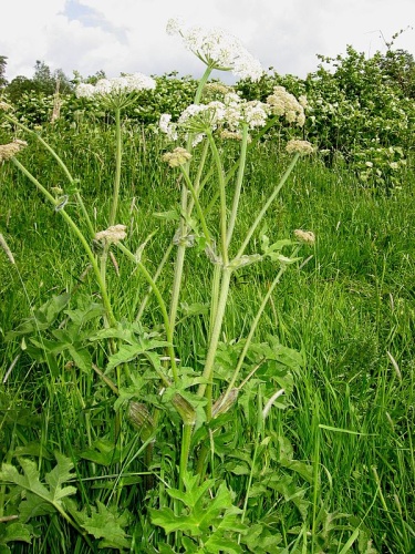 Heracleum sphondylium © 