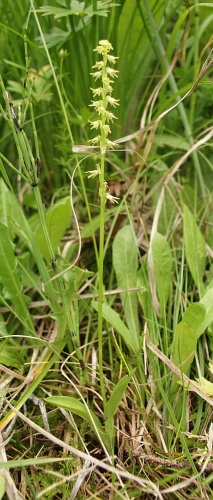 Herminium monorchis &copy; <a href="//commons.wikimedia.org/wiki/User:BerndH" title="User:BerndH">Bernd Haynold</a>